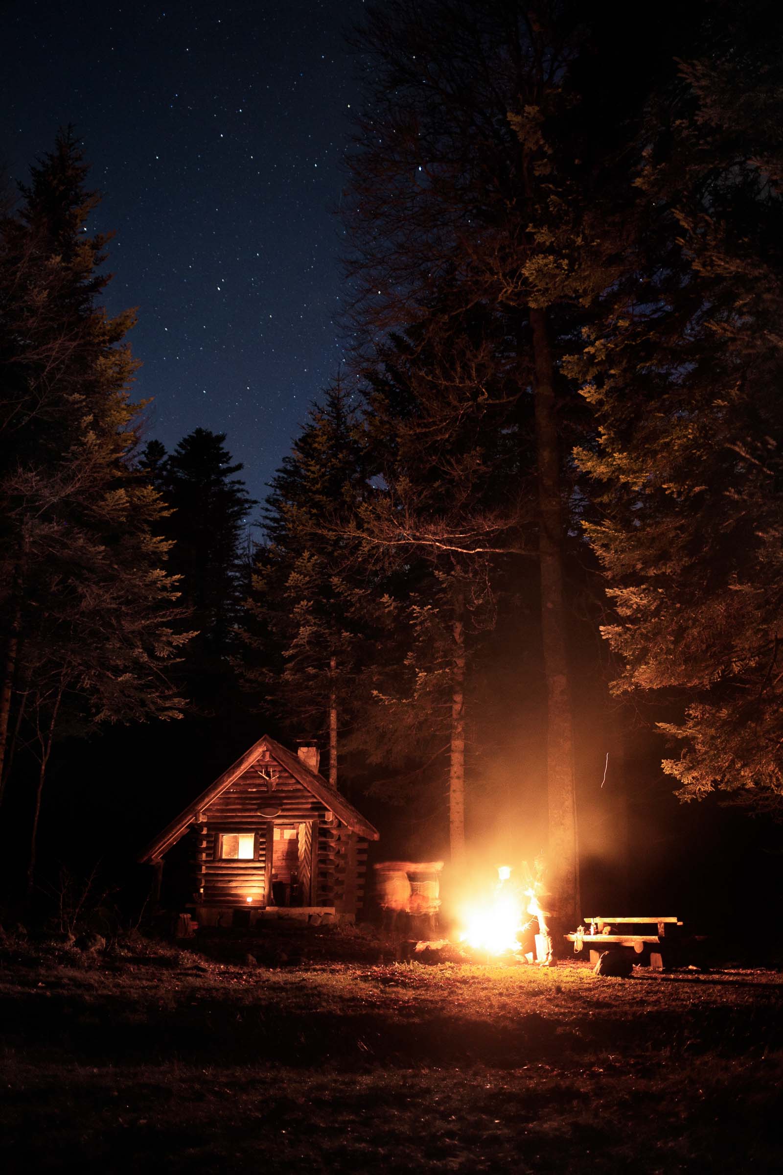 Christmas in the forest