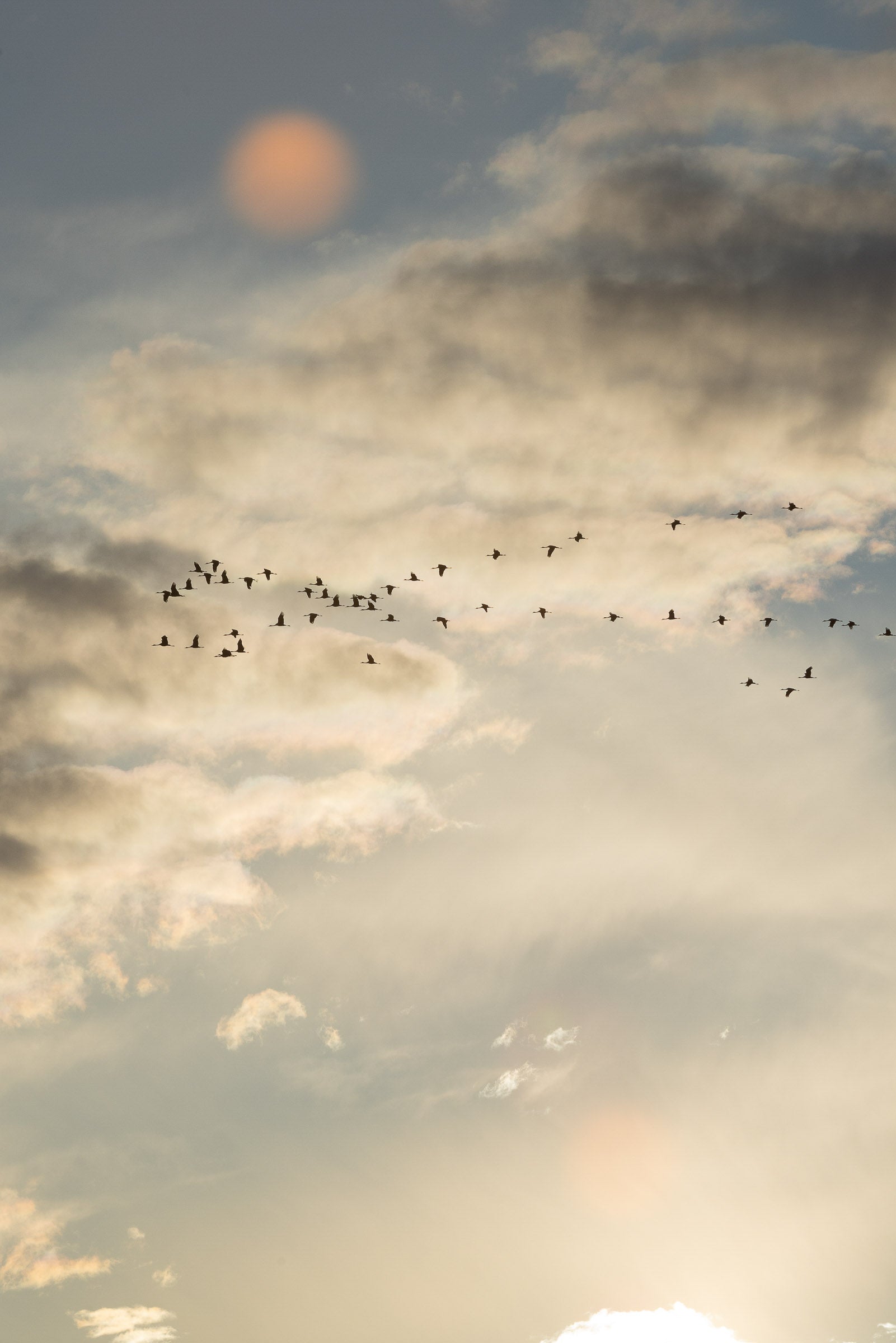 Free Bird