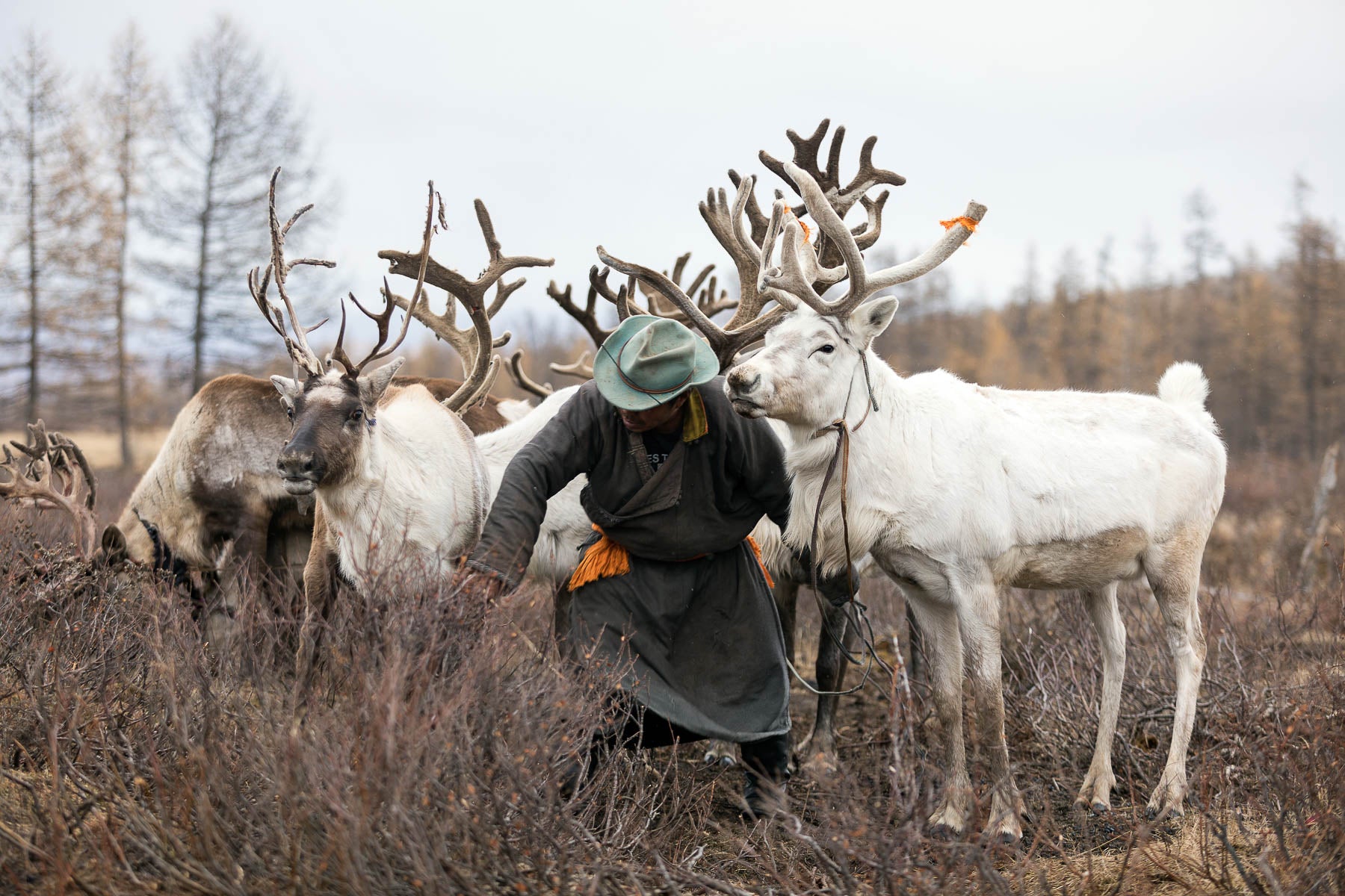 The White Reindeer